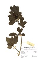 藏品(高葉樹)的圖片
